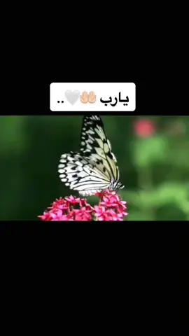 يارب🤲🏻😭😭 دعاء يريح القلوب 💚 اجمل حالات واتس ادعيه دينيه 🙏🏻❤️ #الهم_صلي_على_محمد_وال_محمد #اكتب_شيء_تؤجر_عليه #راحه_نفسية🎧❤️ #foryou #fyp #tiltok #القررااان_الكرريم #عبد_الرحمن_مسعد_ #القرأن_ #دعاء_استغفار_يااارب_ياالله🤍
