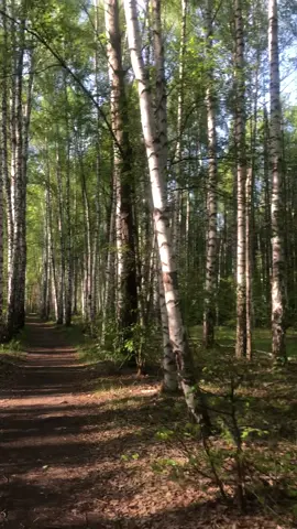 обожаю эти видео #лес #видеодляфона #рек #рекомендации #fyp #foryou #viral