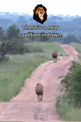 New males have entered the pridelands… #safari #lions #roar