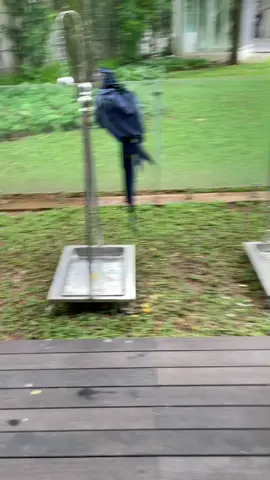 LUCKY🦜 aja bisa latah loh🤣🤣🤣 “eh copot copot” 🤣😝 #amazon #smartbird #parrot #talkingbird #fyp #foryoupage #funnypet #funnyvideo