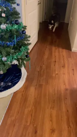 Nearly took out my tree. #haikuthehusky#fyp#viral#husky