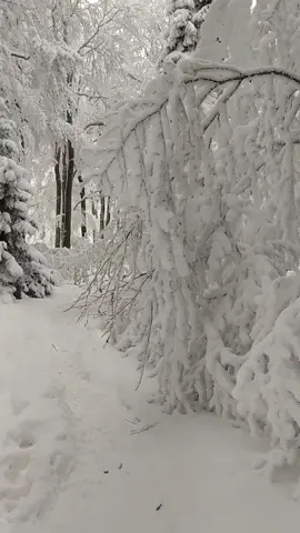Сказочная зима..❄️☺️                             #снежныйлес #зимушказима #настроениепраздник #канунновогогода #дабудетснег❄️😛 #красота #отдых