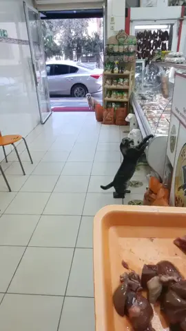 #animallove #animalchallenge #animalover #animalloversoftiktok #hayvan #hayvanlarısevin #animalplanet #hayvansever #dogslove #dogsoftiktokviral #dog