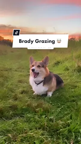 Hungry hungry Bradypig. 🐮🐷🌱#hungrydog #corgi #corgieating #corgisoftiktok #doggo