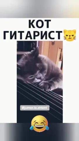 Кот гитарист 😂 #приколы #юмор #жизнь #юмор_из_жизни
