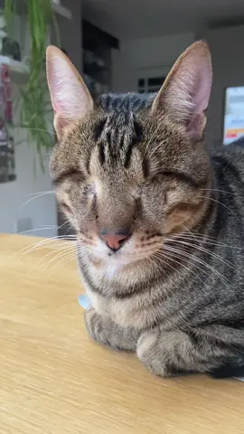 Happy Mew Year 🌼 #blindcat #cat #catsoftiktok