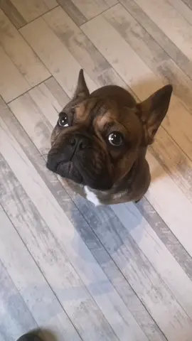 Milo❤️❤️❤️😂