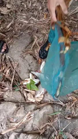 ຢູ່ນໍາປ່າ