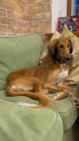 #салюки #salukisoftiktok #собака #зимнийпэт