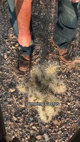Jumping Cactus ##cactus #desert #arizona #plants #biology #nature #Outdoors