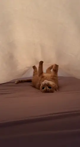 i mean… #catsoftiktok