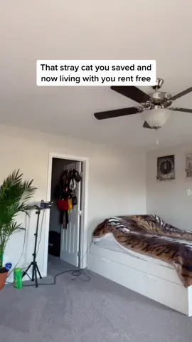 I want to be reincarnated as a rich woman’s pet! #Nobody