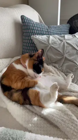 みんなどんなお正月過ごしてる？#2022 #猫 #cat