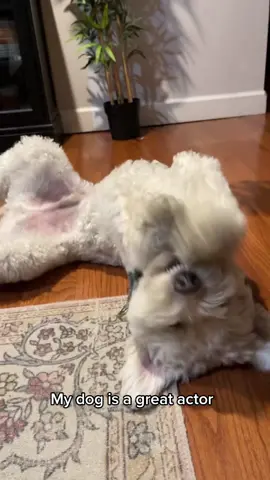 The way he plays dead 💀🤣#DisneyPlusVoices #dogtricks #cutedog #fluffydog