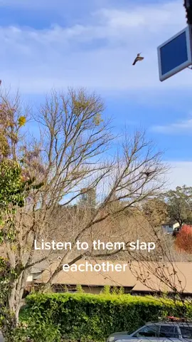 Female hummingbirds fight #EveryKiss #funnyanimals #relaxing #fyp #funny #bird  #birdtok #hummingbird #fight #nature #crystals #california #smile