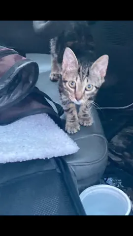 #catsoftiktok #mynewcat saints