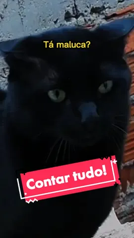 Tá maluca? 🤨 #gatinho #humor #gatopreto #gatosdetiktok #tiktok #vaiprofycaramba #fy #viralizame #meme
