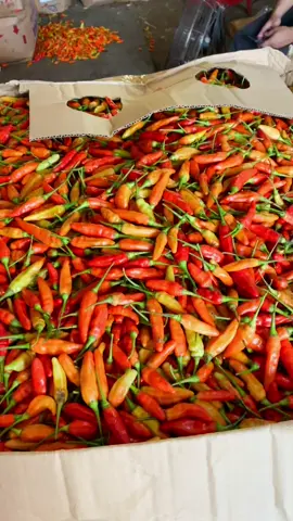 Ada rupa ada harga🌶🌶🌶💋#ori212#caberawit#rawit_elit#support_by_impress #suppliercabe #indukCBT#fyp #stutjack #rawit_ori