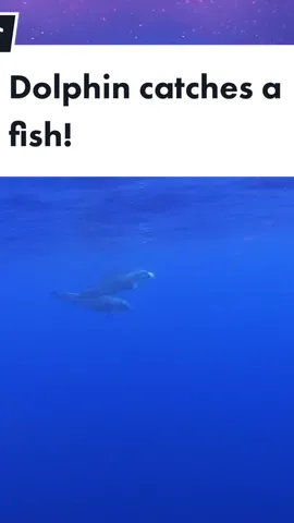 #bottlenosedolphin #hunting #fish
