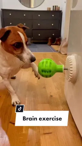 That’s one way to do it 😂  #fördig#fördigsidan#foryou#foryoupage#fyp#viral#buddhathejackrussell#jackrussell#jackrussellterrier#terrier#buddha#funny#video#hjälp#rolig#fördigsidansverige#jackrussellsoftiktok#dogtok#dogsoftiktok#hund#foryourpage#lick#dogtoy#bark#prank @dogsoftiktok @DogsOfTikTok
