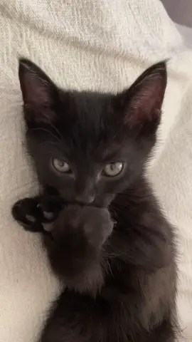 #blackcats #bombaycat #бомбейскаякошка