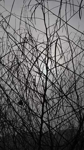 Morning bird #freevideos #background #freestockvideos #stockvideos #copyrightfree #backgroundvideo #bird #morning