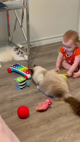 As soon as Blossom sees a cat next to her toys, she decides she wants to play with those ones