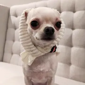 #EmaAndBoston #BostonMiles #noladog #fyp #foryou #foryoupage #dogsoftiktokviral #PetsOfTikTok #chihuahuasoftiktok #dogsofttiktok #doglife