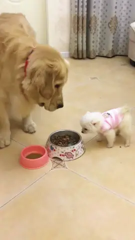 The little dog terrorized the big dog 🐶 #dog #foryou #fy #funnyvideos