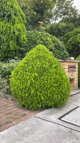 Been lacking on the content as of late. Keen for a big 2022! #fyp #satisfying #lawns #lawn #hedges #hedge