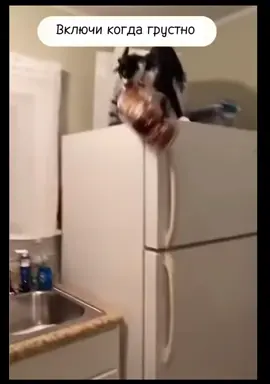 Смешных котиков вам а ленту😂#ЖелайтеСмело #рек #котики #смешноевидео