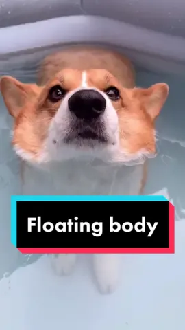 It seems that corgi’s body can’t totally submerge in water😂#corgi #dog #dogsofttiktok