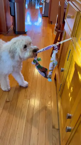 Probably doodle nature #scareddog #dogtricks #DogTraining #trickdog #trickdogintraining #labradoodle #dogsofttiktok