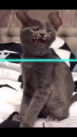 Time Warp Scan Cat🤣 #2 #animals #cats #prikol