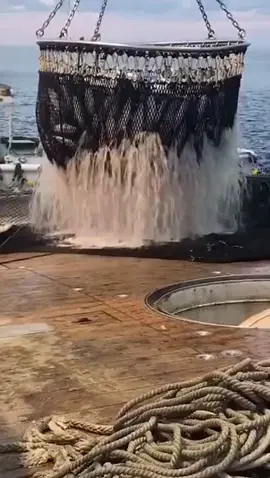 Catching 1,000 fishes at the same time..