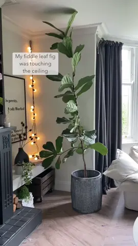 My top tips for a healthy fiddle leaf fig. #fiddleleaffig #houseplants #foryoupage