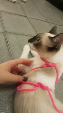 Felina indomável 🐈