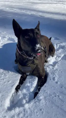first snow of the year🤪#DisneyPlusVoices #dutchshepherd #dog #snowstorm