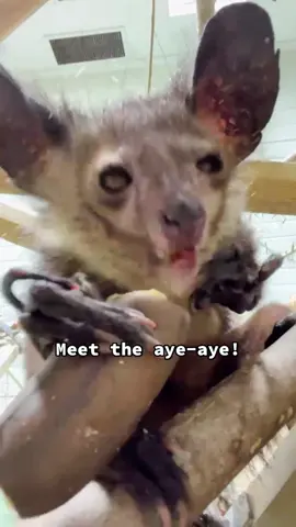 Reply to @tinamarie916 Meet the aye-aye! #learnsomethingnew #animals #ayeaye #spooky #lemur #animalmonth #madagscar #nature