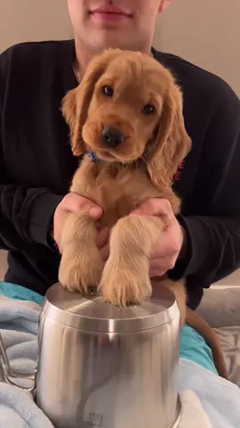 TOBI PERKUSISTA #dog #puppy #cockerspaniel #pieski #funny