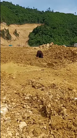 yaallah kasian banget, jln sendiri gk ada temen nya, mungkin dia sedih hutan nya pda rusak,#oranghutan
