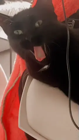 Really bored 😂😂 #boredinthehouse #boredcat #cat #catsoftiktok #catlover #blackcatsaregoodluck #funny