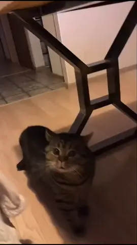 What did he say???😹😹😹#catsoftiktok #funnyvideo #fypシ