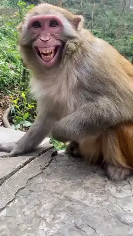 #maymun #monkeybaby #monkeysoftiktok #maymun #animal #kesfet #fyp #gulmek #guluyorum #neseli #komik
