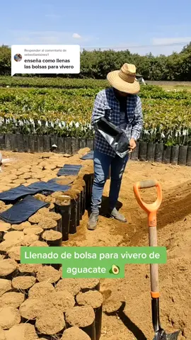 Responder a @sebastianlainez1  Llenado de bolsa para vivero de aguacate 🥑 #valis #agronomo #cerveza #chikitokers #ingesergio #soyagronomo #agricultura #🥑 #ingeniero #fyp #michoacan #avocado #vivero #oroverde #parati