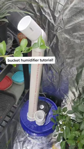 DIY bucket humidifier tutorial!! #DIY #Humidifier #fogger #Plants #PlantTok #Plant #PlantDad #FYP #xyzbca #Tutorial #Plantok #Tropical #Greenhouse #GrowTent #Humidity #carniverousplants #Garden #Grow