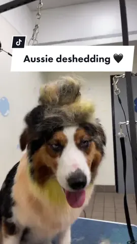 My mic is acting weird since a puppy chewed on it 😂 sorry if its loud on some parts #aussie #australianshepherd #australian #deshedding #desheddingtreatment #fyp #fypシ #kira #kirarimomobami #baby #tricolor