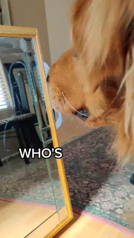 Segsy and he knows it 😏 #goldenretriever #dogsofttiktok #fyp