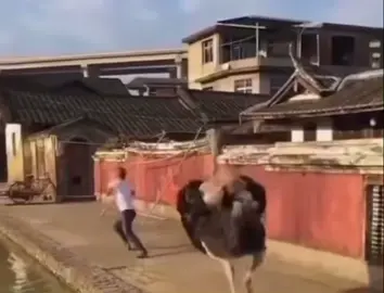 Ostrich chase’s man