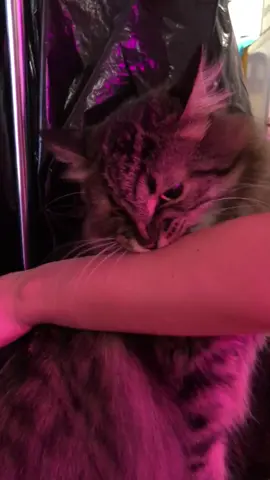 Что он делает, выкусывает блошек?🤣#котчуча #врекомендации #catsoftiktok #ЖелайтеСмело #лучшеевпитомце #хочувтоп #котыприколы #кусь #кошачийкусь #кот